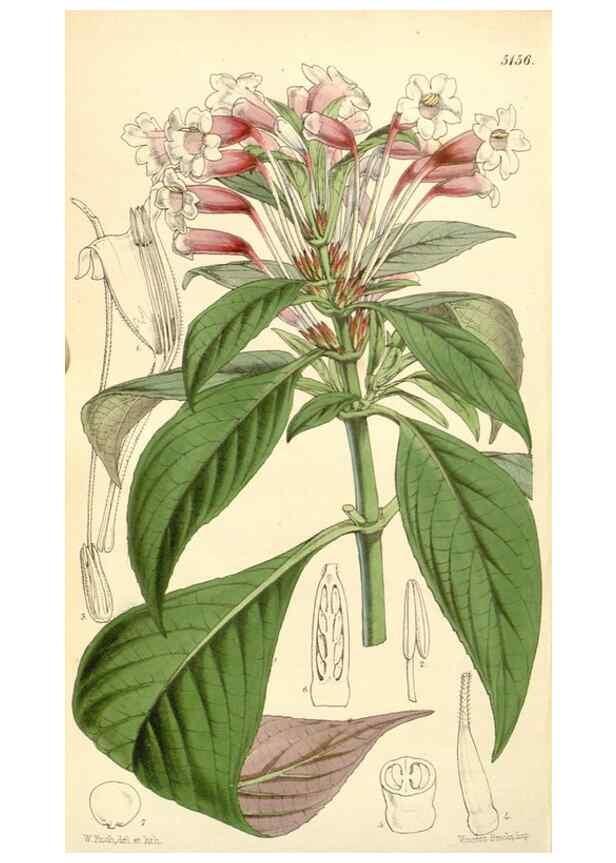 Reproducción/Reproduction 34464040453: Curtis's botanical magazine.. London ; New York [etc.] :Academic Press [etc.]