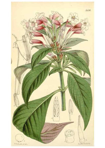 Reproducción/Reproduction 34464040453: Curtis's botanical magazine.. London ; New York [etc.] :Academic Press [etc.]