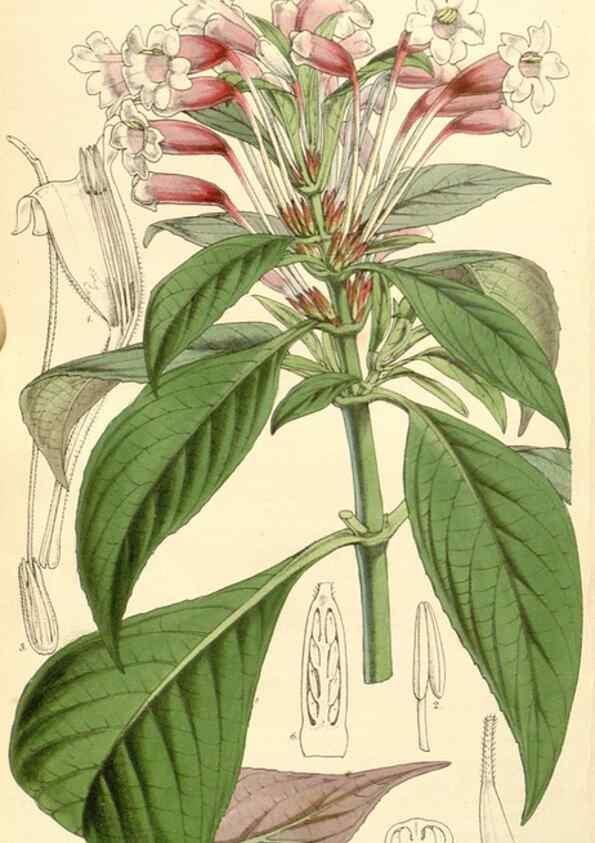 Reproducción/Reproduction 34464040453: Curtis's botanical magazine.. London ; New York [etc.] :Academic Press [etc.]