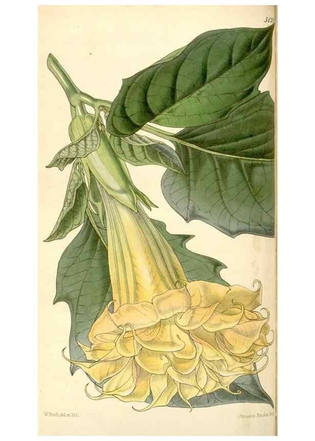 Reproducción/Reproduction 34886171770: Curtis's botanical magazine.. London ; New York [etc.] :Academic Press [etc.]