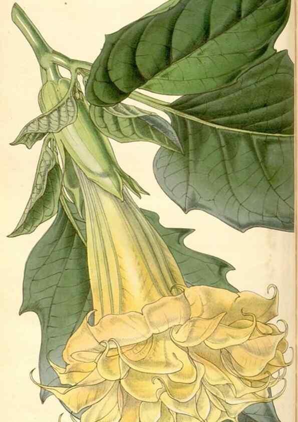 Reproducción/Reproduction 34886171770: Curtis's botanical magazine.. London ; New York [etc.] :Academic Press [etc.]