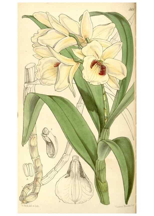 Reproducción/Reproduction 34886176020: Curtis's botanical magazine.. London ; New York [etc.] :Academic Press [etc.]