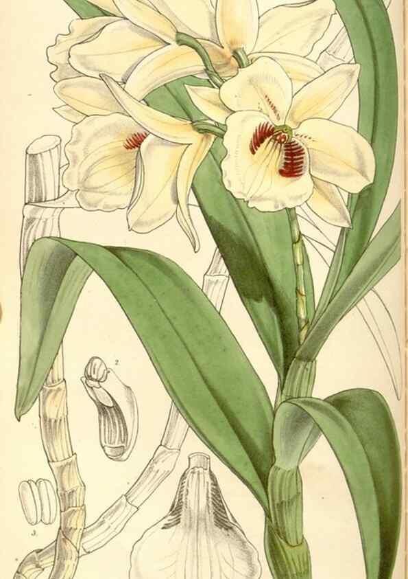 Reproducción/Reproduction 34886176020: Curtis's botanical magazine.. London ; New York [etc.] :Academic Press [etc.]