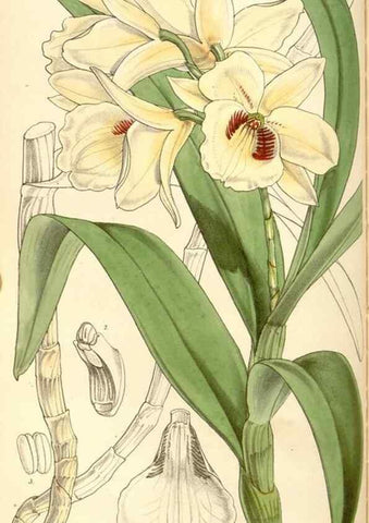 Reproducción/Reproduction 34886176020: Curtis's botanical magazine.. London ; New York [etc.] :Academic Press [etc.]
