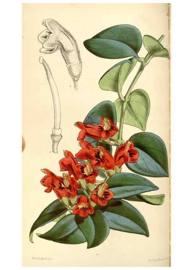 Reproducción/Reproduction 35107120132: Curtis's botanical magazine.. London ; New York [etc.] :Academic Press [etc.]