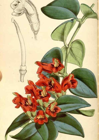 Reproducción/Reproduction 35107120132: Curtis's botanical magazine.. London ; New York [etc.] :Academic Press [etc.]