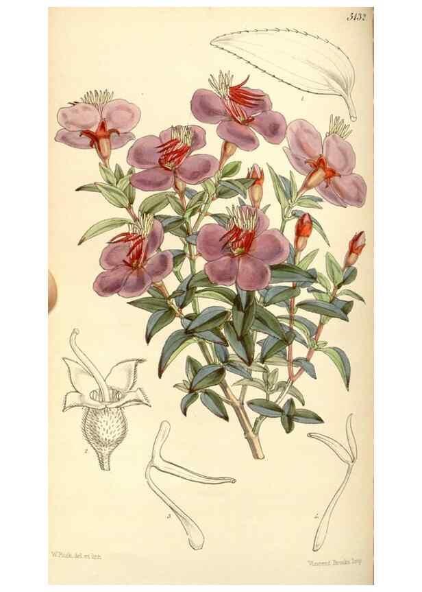 Reproducción/Reproduction 34886180520: Curtis's botanical magazine.. London ; New York [etc.] :Academic Press [etc.]