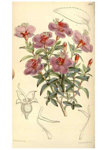 Reproducción/Reproduction 34886180520: Curtis's botanical magazine.. London ; New York [etc.] :Academic Press [etc.]