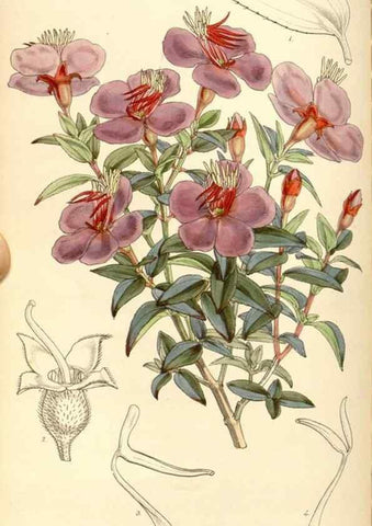Reproducción/Reproduction 34886180520: Curtis's botanical magazine.. London ; New York [etc.] :Academic Press [etc.]