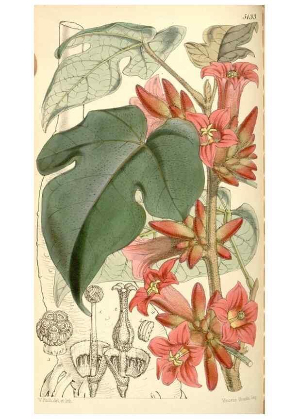 Reproducción/Reproduction 34886182770: Curtis's botanical magazine.. London ; New York [etc.] :Academic Press [etc.]