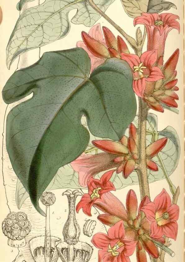 Reproducción/Reproduction 34886182770: Curtis's botanical magazine.. London ; New York [etc.] :Academic Press [etc.]