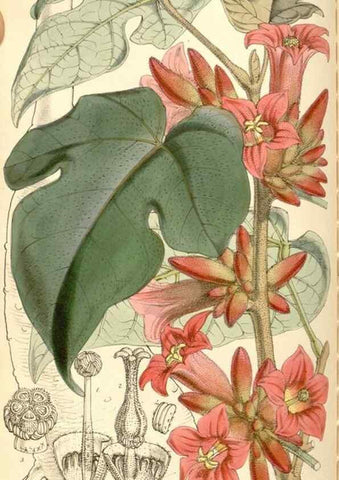 Reproducción/Reproduction 34886182770: Curtis's botanical magazine.. London ; New York [etc.] :Academic Press [etc.]