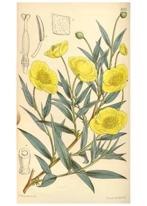 Reproducción/Reproduction 34886185030: Curtis's botanical magazine.. London ; New York [etc.] :Academic Press [etc.]
