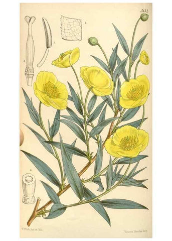 Reproducción/Reproduction 34886185030: Curtis's botanical magazine.. London ; New York [etc.] :Academic Press [etc.]
