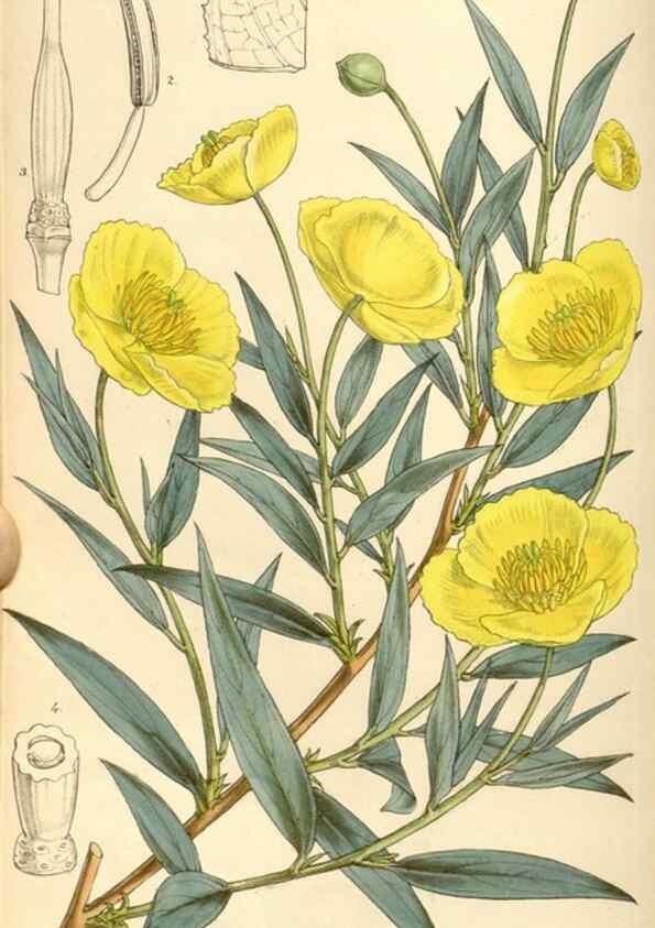 Reproducción/Reproduction 34886185030: Curtis's botanical magazine.. London ; New York [etc.] :Academic Press [etc.]