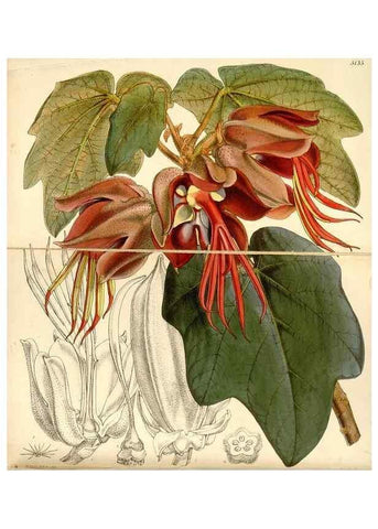 Reproducción/Reproduction 35143453331: Curtis's botanical magazine.. London ; New York [etc.] :Academic Press [etc.]