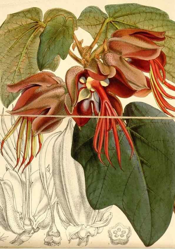 Reproducción/Reproduction 35143453331: Curtis's botanical magazine.. London ; New York [etc.] :Academic Press [etc.]