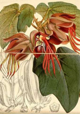 Reproducción/Reproduction 35143453331: Curtis's botanical magazine.. London ; New York [etc.] :Academic Press [etc.]