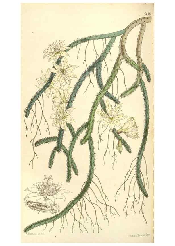 Reproducción/Reproduction 35143455141: Curtis's botanical magazine.. London ; New York [etc.] :Academic Press [etc.]
