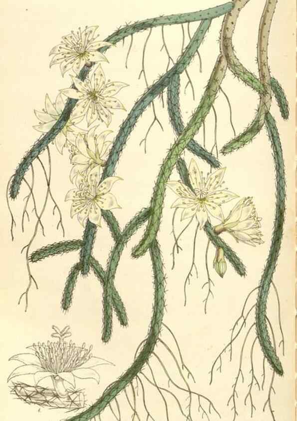 Reproducción/Reproduction 35143455141: Curtis's botanical magazine.. London ; New York [etc.] :Academic Press [etc.]