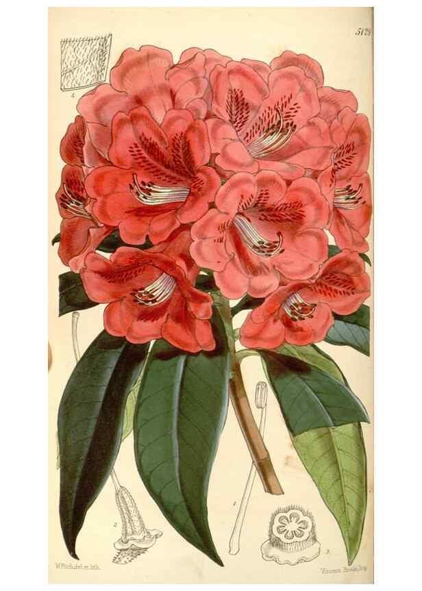 Reproducción/Reproduction 35107116752: Curtis's botanical magazine.. London ; New York [etc.] :Academic Press [etc.]