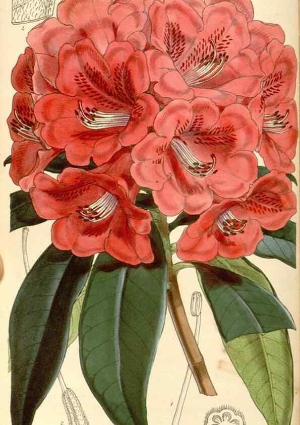 Reproducción/Reproduction 35107116752: Curtis's botanical magazine.. London ; New York [etc.] :Academic Press [etc.]
