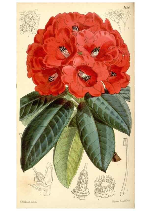 Reproducción/Reproduction 35273731625: Curtis's botanical magazine.. London ; New York [etc.] :Academic Press [etc.]