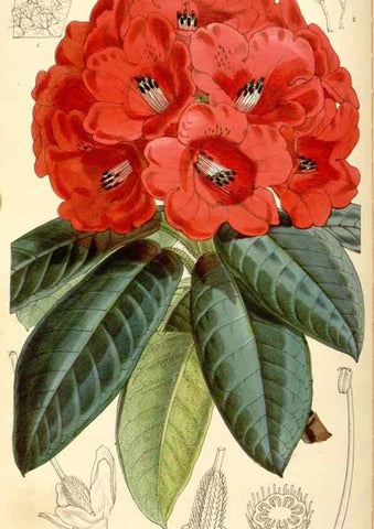 Reproducción/Reproduction 35273731625: Curtis's botanical magazine.. London ; New York [etc.] :Academic Press [etc.]