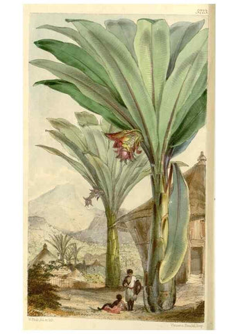 Reproducción/Reproduction 34464093493: Curtis's botanical magazine.. London ; New York [etc.] :Academic Press [etc.]