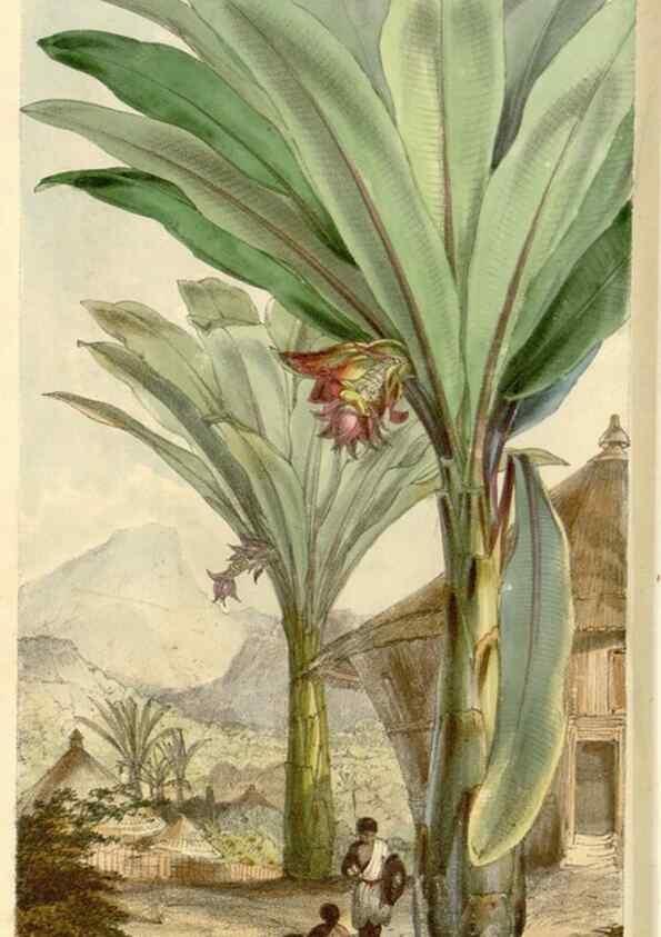 Reproducción/Reproduction 34464093493: Curtis's botanical magazine.. London ; New York [etc.] :Academic Press [etc.]