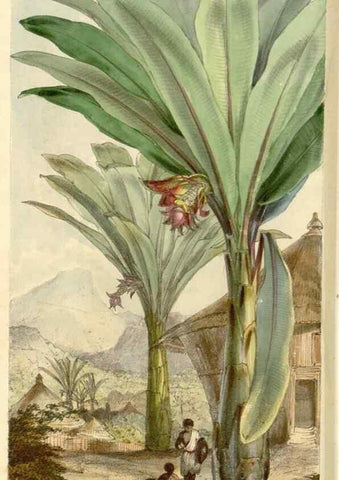 Reproducción/Reproduction 34464093493: Curtis's botanical magazine.. London ; New York [etc.] :Academic Press [etc.]