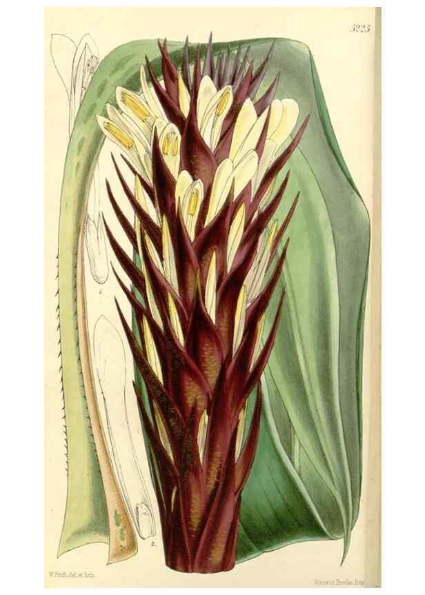 Reproducción/Reproduction 34464097843: Curtis's botanical magazine.. London ; New York [etc.] :Academic Press [etc.]