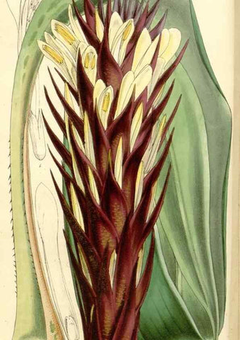 Reproducción/Reproduction 34464097843: Curtis's botanical magazine.. London ; New York [etc.] :Academic Press [etc.]