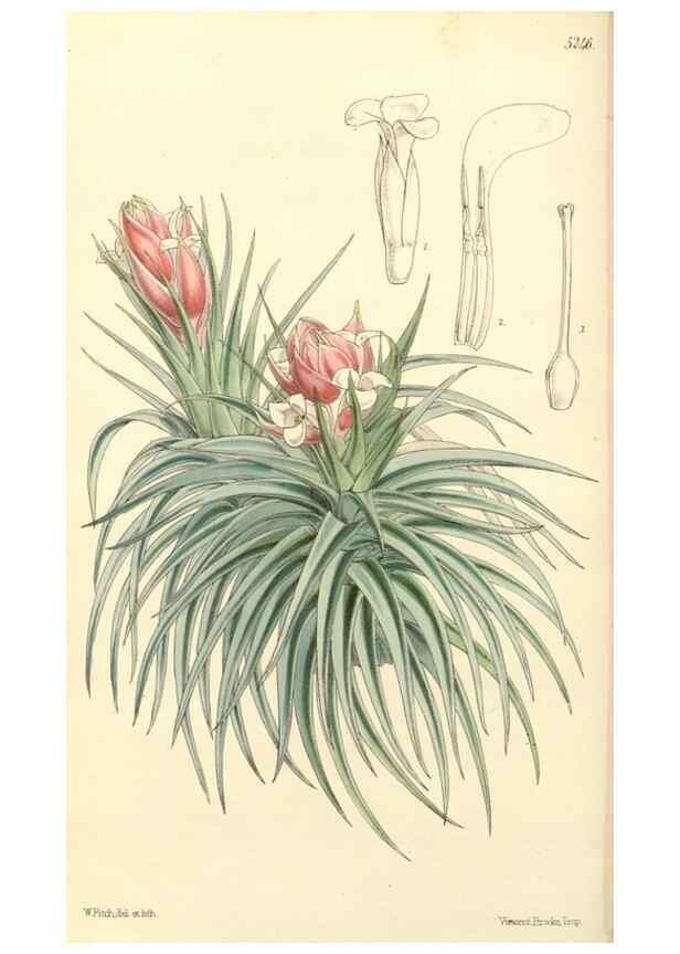 Reproducción/Reproduction 34464145913: Curtis's botanical magazine.. London ; New York [etc.] :Academic Press [etc.]
