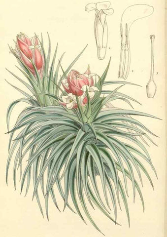 Reproducción/Reproduction 34464145913: Curtis's botanical magazine.. London ; New York [etc.] :Academic Press [etc.]