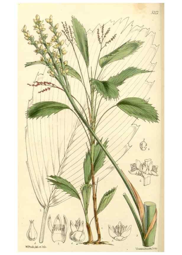 Reproducción/Reproduction 34464148443: Curtis's botanical magazine.. London ; New York [etc.] :Academic Press [etc.]