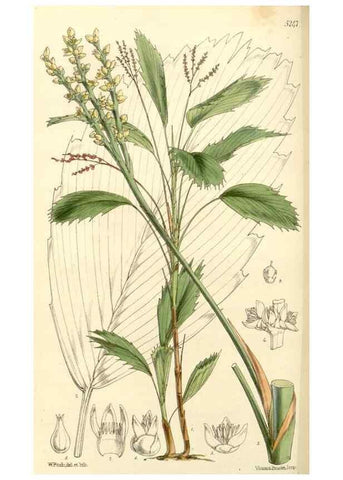Reproducción/Reproduction 34464148443: Curtis's botanical magazine.. London ; New York [etc.] :Academic Press [etc.]