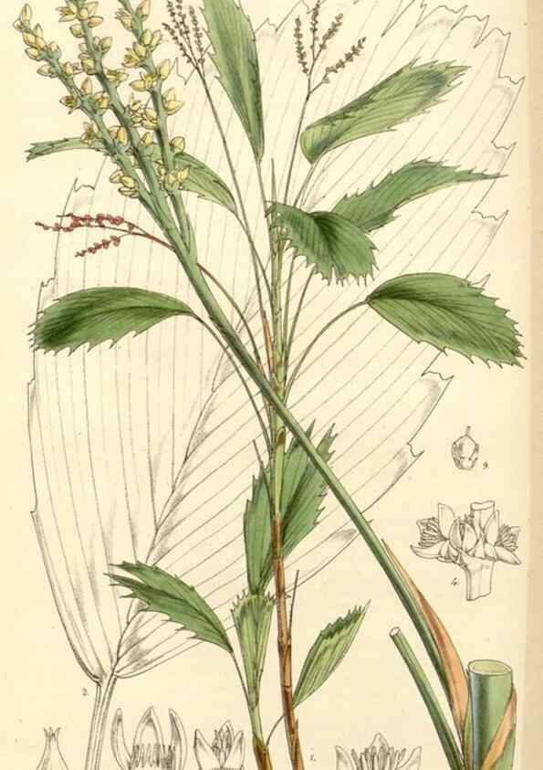 Reproducción/Reproduction 34464148443: Curtis's botanical magazine.. London ; New York [etc.] :Academic Press [etc.]