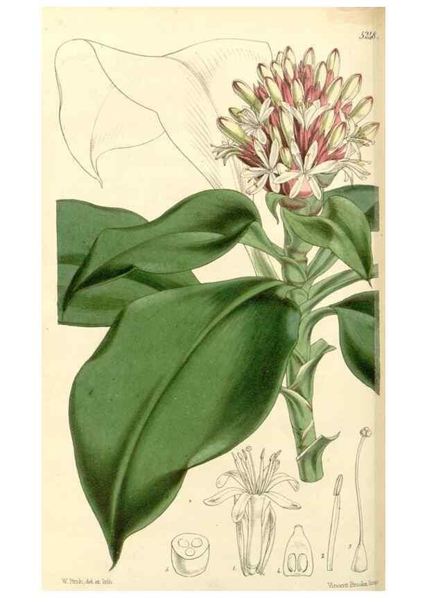 Reproducción/Reproduction 34464150553: Curtis's botanical magazine.. London ; New York [etc.] :Academic Press [etc.]