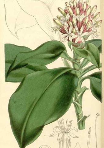 Reproducción/Reproduction 34464150553: Curtis's botanical magazine.. London ; New York [etc.] :Academic Press [etc.]