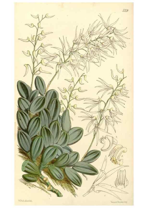 Reproducción/Reproduction 34464152983: Curtis's botanical magazine.. London ; New York [etc.] :Academic Press [etc.]