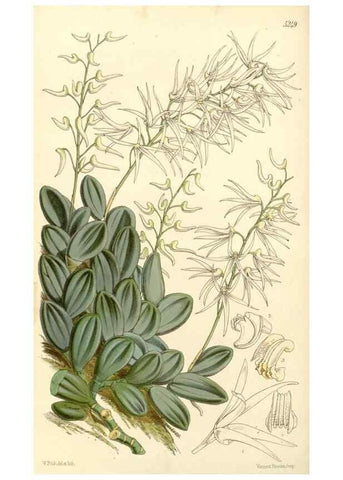 Reproducción/Reproduction 34464152983: Curtis's botanical magazine.. London ; New York [etc.] :Academic Press [etc.]