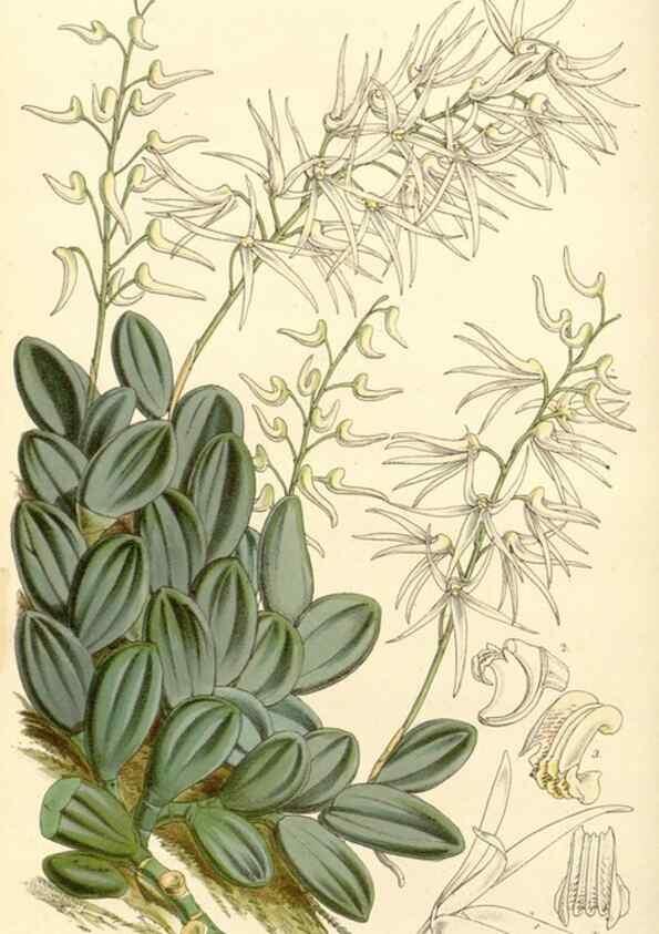 Reproducción/Reproduction 34464152983: Curtis's botanical magazine.. London ; New York [etc.] :Academic Press [etc.]