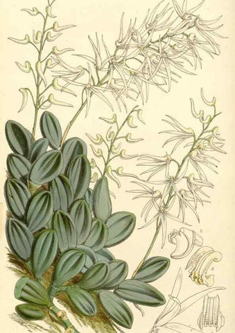 Reproducción/Reproduction 34464152983: Curtis's botanical magazine.. London ; New York [etc.] :Academic Press [etc.]