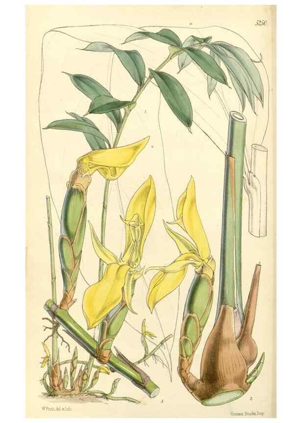 Reproducción/Reproduction 34464156393: Curtis's botanical magazine.. London ; New York [etc.] :Academic Press [etc.]