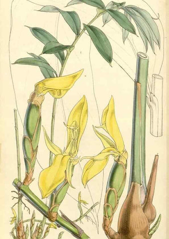 Reproducción/Reproduction 34464156393: Curtis's botanical magazine.. London ; New York [etc.] :Academic Press [etc.]