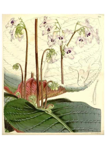 Reproducción/Reproduction 34464158453: Curtis's botanical magazine.. London ; New York [etc.] :Academic Press [etc.]