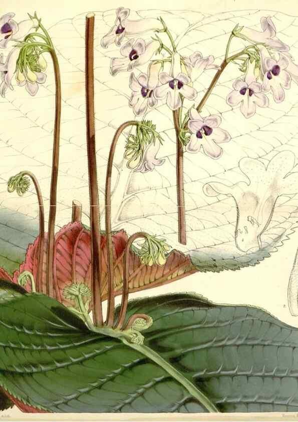 Reproducción/Reproduction 34464158453: Curtis's botanical magazine.. London ; New York [etc.] :Academic Press [etc.]