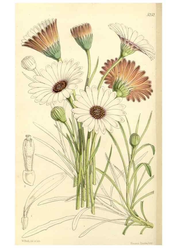 Reproducción/Reproduction 34464160853: Curtis's botanical magazine.. London ; New York [etc.] :Academic Press [etc.]