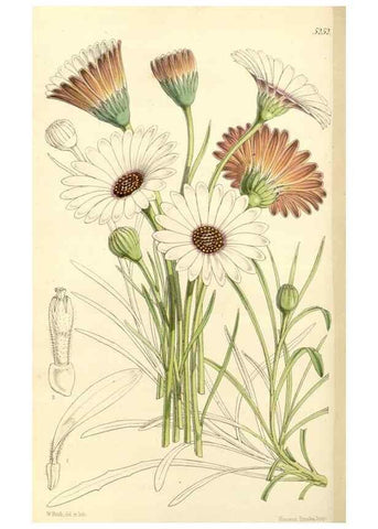 Reproducción/Reproduction 34464160853: Curtis's botanical magazine.. London ; New York [etc.] :Academic Press [etc.]